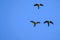 Flying red-shouldered macaw in the wild, Diopsittaca Nobilis, Aquidauana, Mato Grosso Do Sul, Brazil