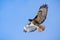 Flying Red-tailed Hawk Buteo jamaicensis