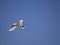 The Flying Red-tailed tropicbirds. Phaeton rubricauda, Nosi Ve. Madagascar