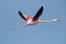 Flying red winged great Flamingo