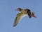 Flying Redshank