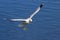 Flying Ring-Billed Gull