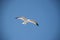 Flying ring-billed gull isolated on a blue background