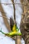 Flying ring-necked parakeets Psittacula krameri breeding in a breeding burrow in a tree sitting on a branch in spring to lay egg