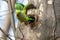 Flying ring-necked parakeets Psittacula krameri breeding in a breeding burrow in a tree sitting on a branch in spring to lay egg