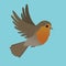 Flying robin bird vector illustration