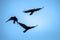 Flying rooks and jackdaws