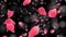 Flying rose petals on black background with Depth of Field. HD 1080. Looped animation