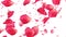 Flying rose petals on white. HD 1080. Looped animation