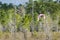 Flying Roseate Spoonbill