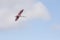 Flying roseate spoonbill