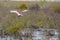 Flying Roseate Spoonbill