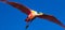 Flying Roseate Spoonbill