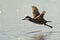 Flying Ruddy Duck