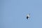 Flying ruff Calidris pugnax against clear blue sky