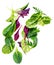 Flying Salad Leaves isolated on white background. Fresh salad.  Assortment  with arugula, lettuce, chard, spinach