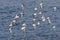 Flying Sanderling bird