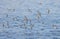 Flying Sanderling bird