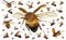 Flying scarab beetles