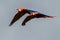 Flying Scarlet Macaw