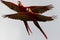 Flying Scarlet Macaw