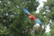 Flying scarlet macaw