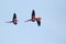 Flying scarlet macaws