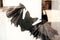 Flying scary bat and spider web on window in city street, holiday decoration of store fronts. Halloween street decor. Space for