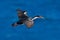 Flying sea bird. Imperial Shag, Phalacrocorax atriceps, cormorant in flight. Dark blue sea and sky with fly bird, Falkland Islands