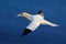 Flying sea bird, Northern gannet with nesting material in the bill, with dark blue sea water in the background, Helgoland island,