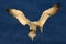 Flying sea bird, Northern gannet, Sula bassana, landing tu sea, with dark blue sea water in the background, Helgoland island, Germ