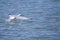 Flying sea bird touching water