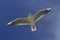 Flying sea gull