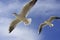 Flying sea gull