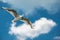 A flying sea gull in the blue sky with white clouds