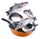 Flying seabass fishes falling into a frying pan. Clipping path