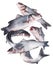 Flying seabass fishes on white background. Clipping path