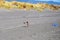 Flying seabird getting ready to land on the sand near a plastic bottle - plastic pollution