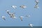 Flying seabirds. The roseate tern Sterna dougallii is a tern in the family Laridae.