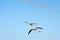 Flying seagull