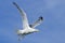 Flying seagull