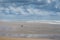 Flying seagull above Atlantic ocean\'s coast