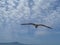 Flying Seagull above Cloudy Blue Sky