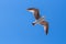 Flying seagull against a blue summeer sky, wings spread, looking forward