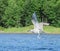 Flying seagull along the shore with abundant green vegetation