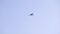 Flying seagull bird on blue sky