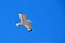 Flying seagull bird photo