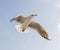 Flying seagull with blue sky