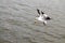 Flying seagull catches bread on the fly