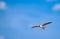 Flying seagull, Chroicocephalus ridibundus, against blue sky